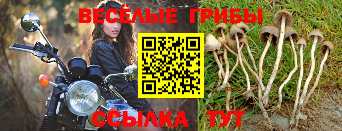 Псилоцибиновые грибы Cubensis Алейск